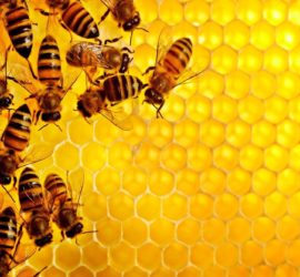 5 livres pour débuter en apiculture