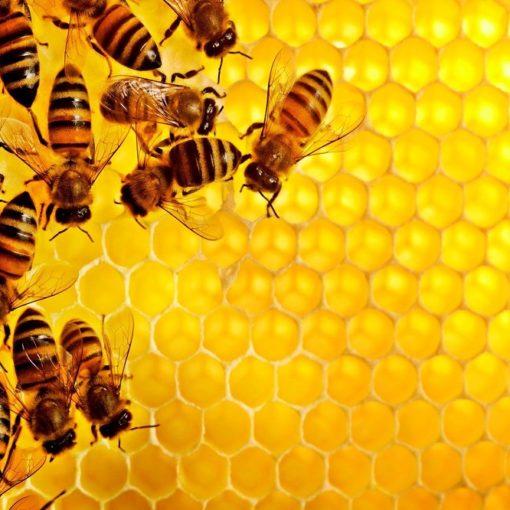 5 livres pour débuter en apiculture