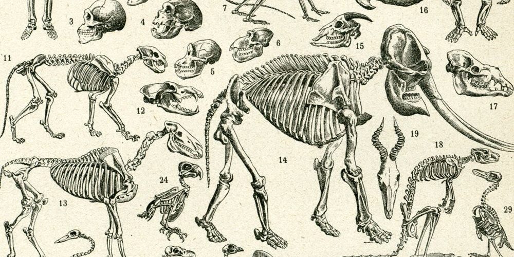 Les 5 meilleurs livres d'anatomie animale