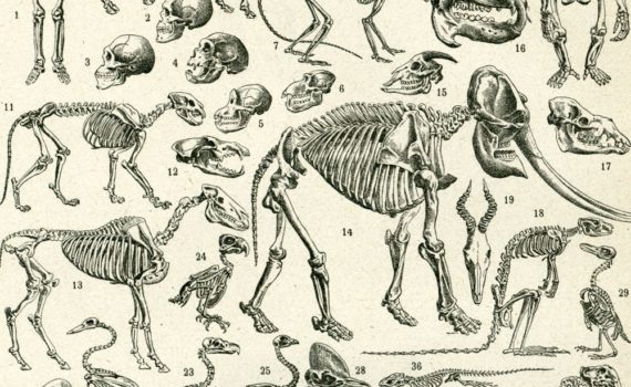 Les 5 meilleurs livres d'anatomie animale