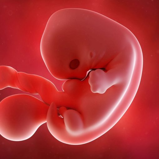 Les 5 meilleurs livres d'embryologie