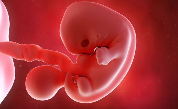 Les 5 meilleurs livres d'embryologie