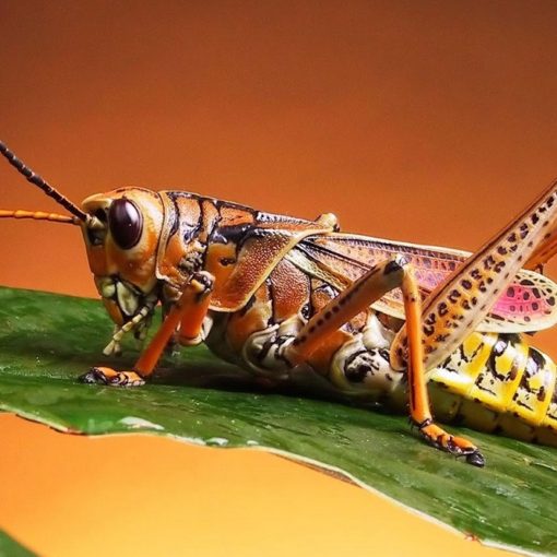 Les 5 meilleurs livres d'entomologie