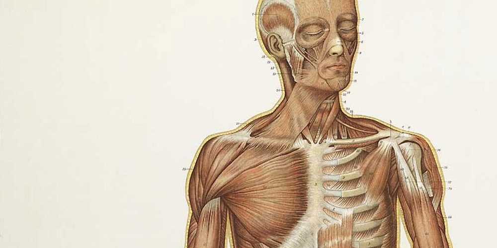 Les 5 meilleurs livres sur l'anatomie