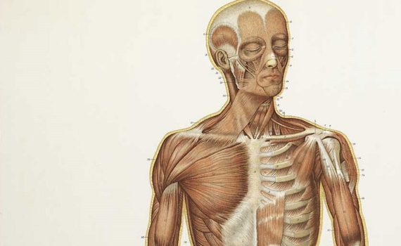 Les 5 meilleurs livres sur l'anatomie