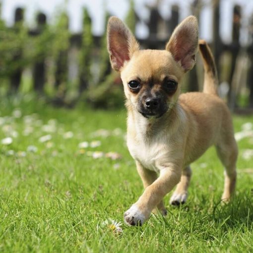 4 livres pour éduquer facilement un Chihuahua
