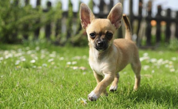 4 livres pour éduquer facilement un Chihuahua
