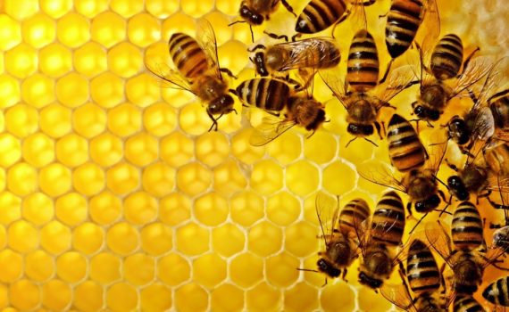 Les 5 meilleurs livres sur les abeilles