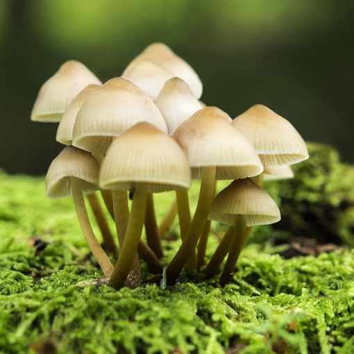 Les 5 meilleurs livres sur les champignons