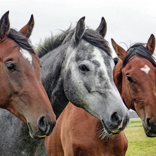 Les 5 meilleurs livres sur les chevaux