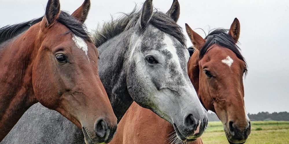 Les 5 meilleurs livres sur les chevaux