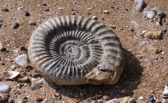Les 5 meilleurs livres sur les fossiles