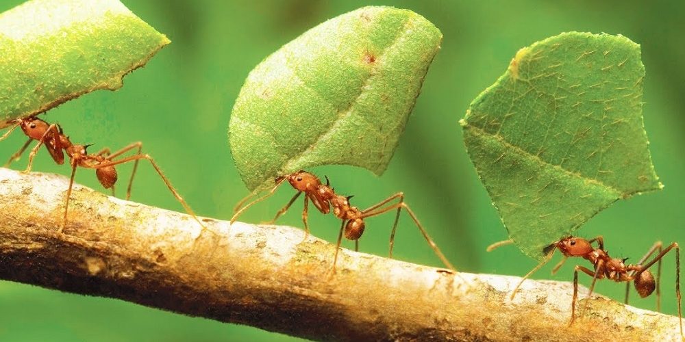 8 livres pour pénétrer l'univers fascinant des fourmis
