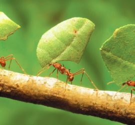 Les 5 meilleurs livres sur les fourmis