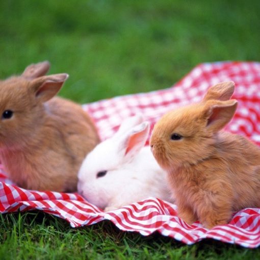 Les 5 meilleurs livres sur les lapins nains