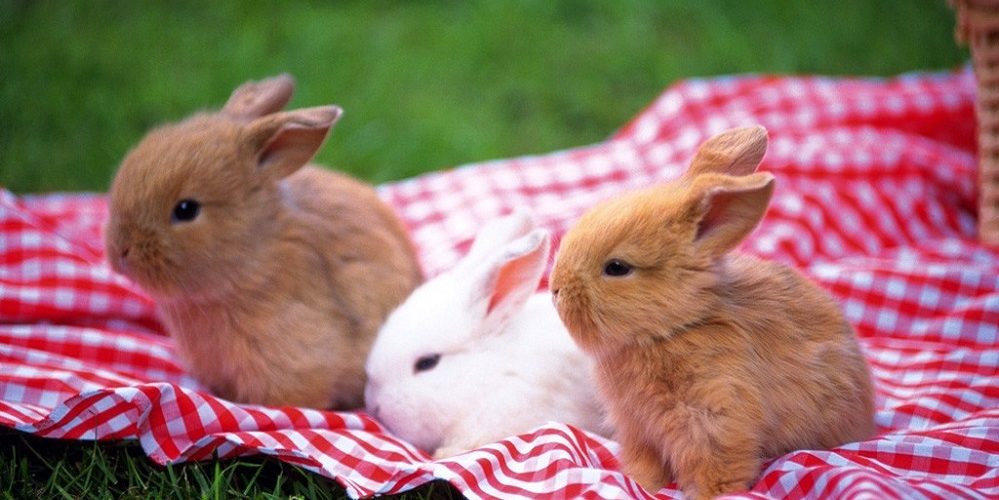 Les 5 meilleurs livres sur les lapins nains