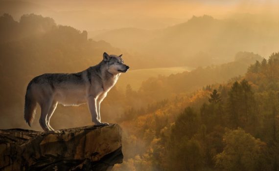 Les 5 meilleurs livres sur les loups