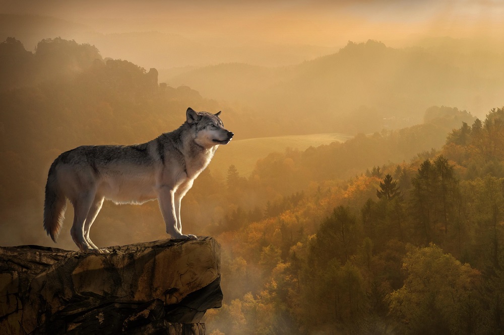 Les 5 meilleurs livres sur les loups 5livres.fr