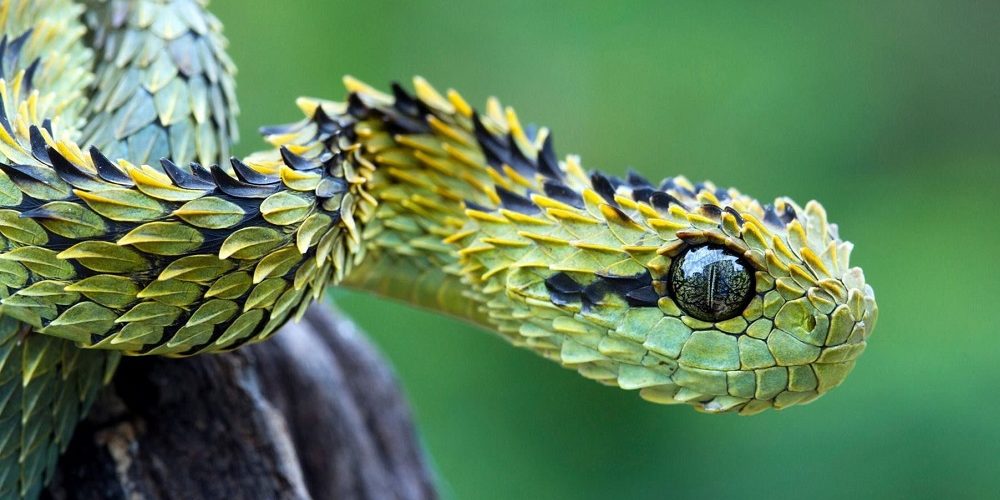 Les 5 meilleurs livres sur les serpents