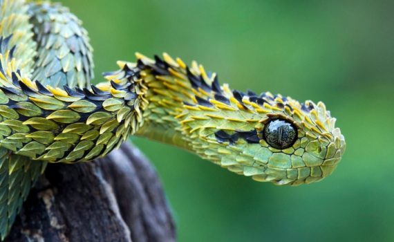 Les 5 meilleurs livres sur les serpents