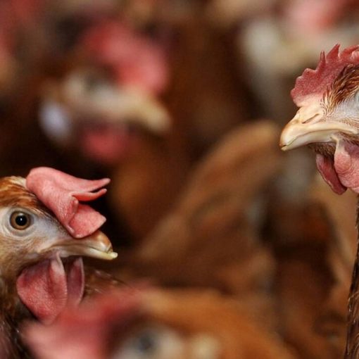 Les 5 meilleurs livres sur l’élevage de poules