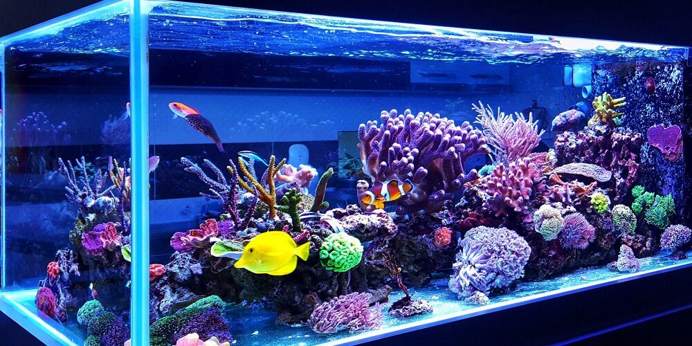 10 livres pour créer facilement un aquarium