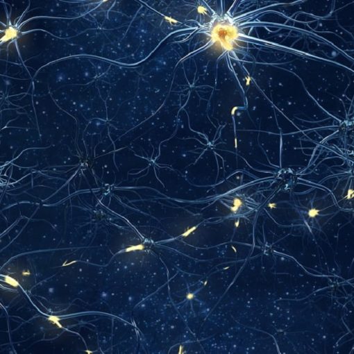 Les 5 meilleurs livres de neurobiologie