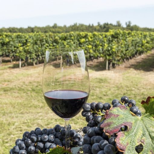 Les 5 meilleurs livres sur la viticulture