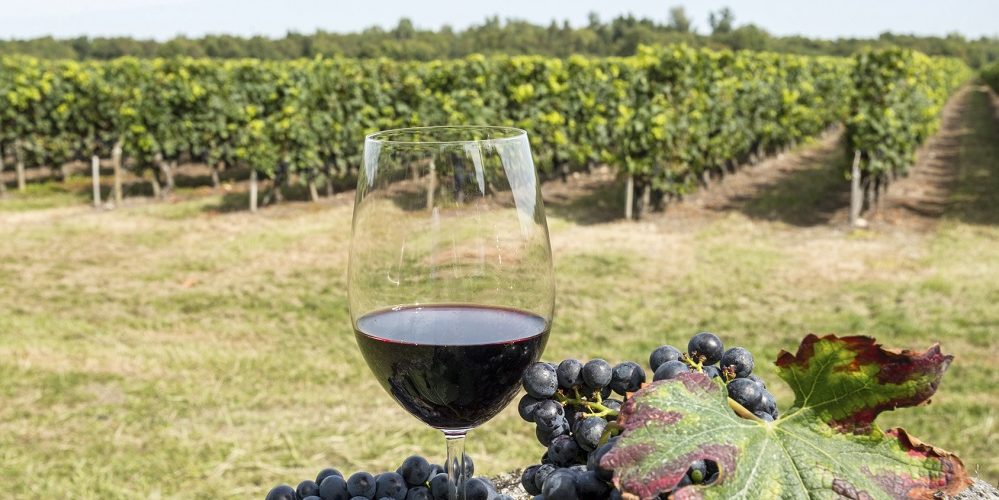 Les 5 meilleurs livres sur la viticulture