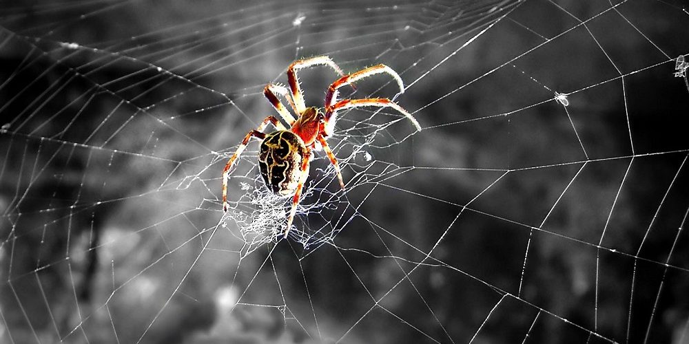 Les 5 meilleurs livres sur les araignées