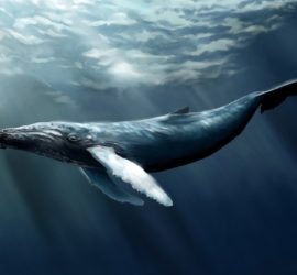 Les 5 meilleurs livres sur les baleines