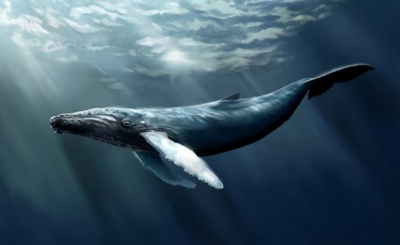 Les 5 meilleurs livres sur les baleines