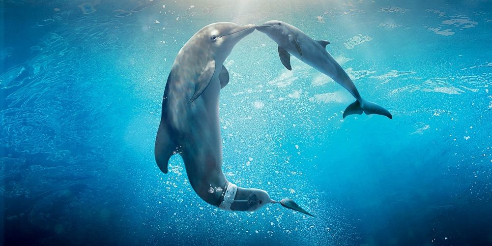 6 livres pour tout savoir sur les dauphins