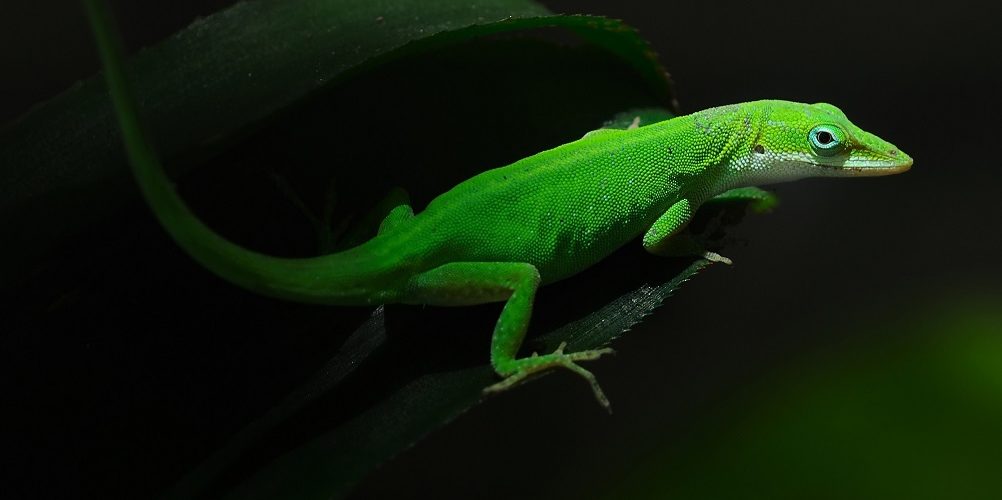 Les 5 meilleurs livres sur les geckos
