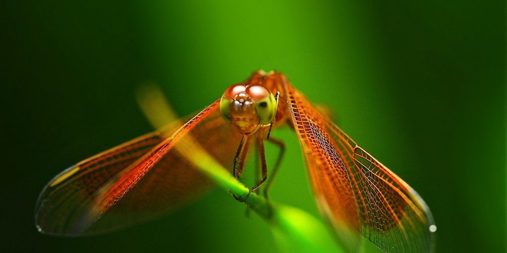 Les 5 meilleurs livres sur les libellules