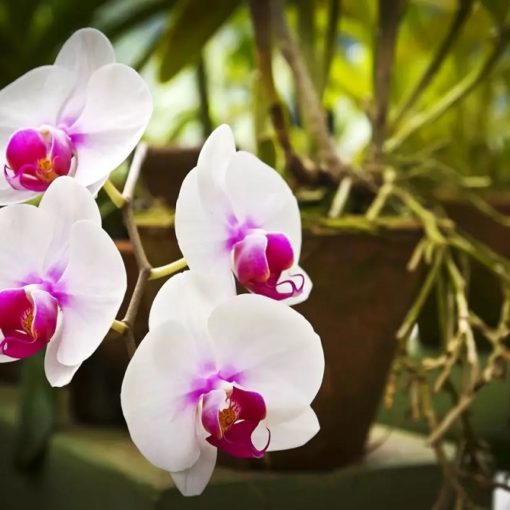 Les 5 meilleurs livres sur les orchidées
