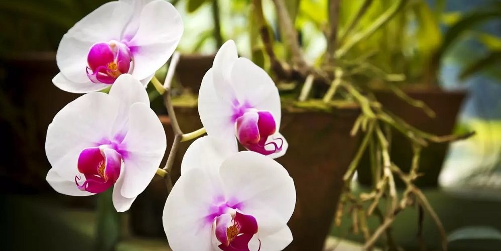 Les 5 meilleurs livres sur les orchidées