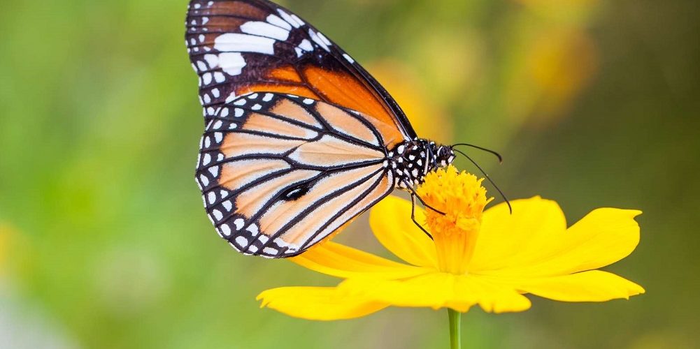 Les 5 meilleurs livres sur les papillons