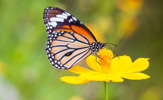 Les 5 meilleurs livres sur les papillons