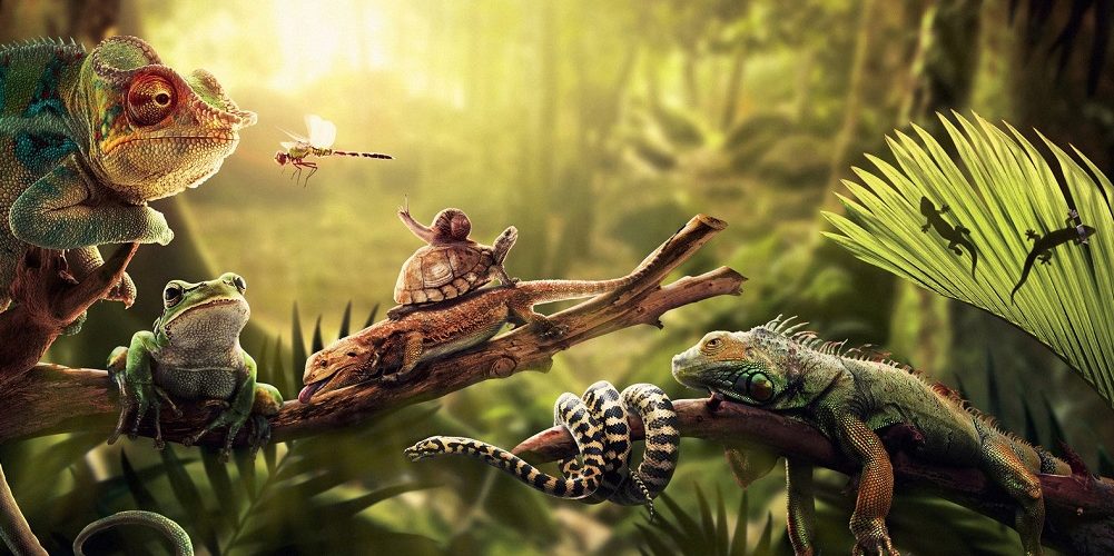 9 livres pour découvrir l'étrange univers des reptiles