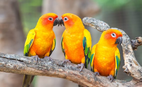 9 livres pour tout savoir sur les perroquets