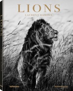 Lions (Laurent Baheux)