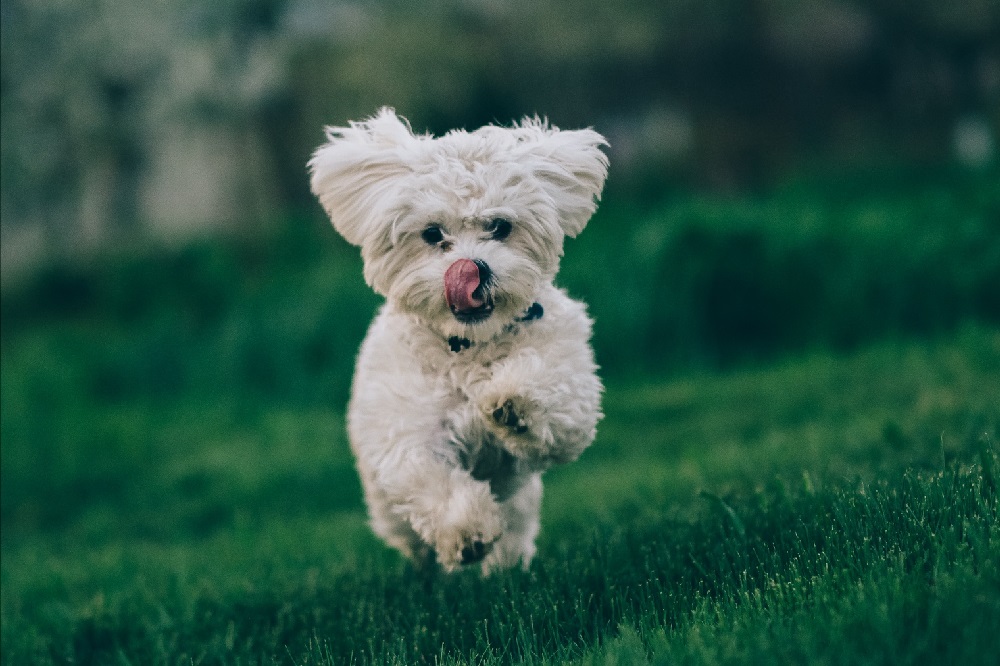 3 livres pour éduquer son Bichon Maltais sur de bonnes bases