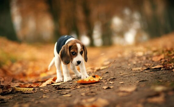 5 livres pour éduquer facilement un Beagle