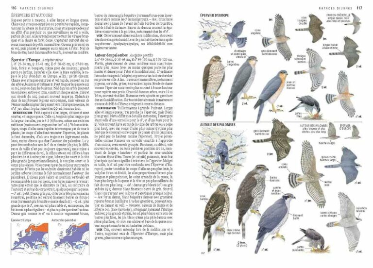 10-guides-de-r-f-rence-pour-identifier-les-oiseaux-facilement