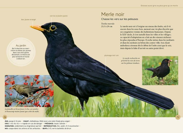 10 guides de référence pour identifier les oiseaux facilement