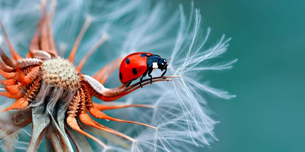8 livres éducatifs sur les insectes pour les enfants