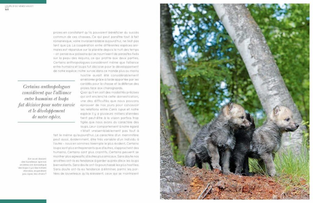 9 beaux livres sur les loups et leur monde si mystérieux