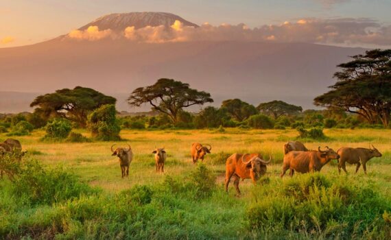 3 guides de voyage pour visiter le Kenya
