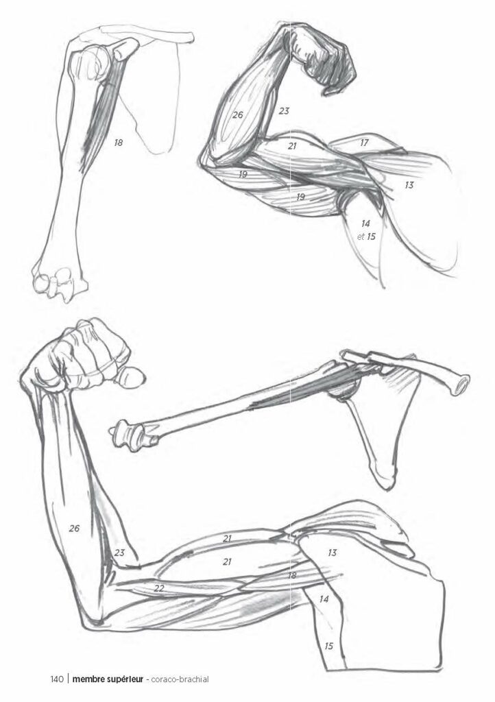 5 livres pour s'initier au dessin d'anatomie sur de bonnes bases